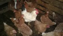 Мережа пансіонатів Добро для людей похилого віку та людей з обмеженими можливостями пансіонатів