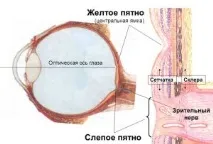 ганглиозни клетки нейните