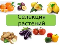 Селекція рослин – презентація (методи) рослин