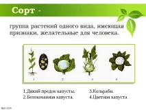 Селекція рослин – презентація (методи) презентація