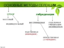 Селекція рослин – презентація (методи) селекція
