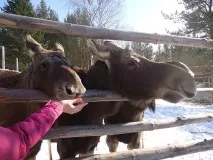 Саткінський район було
