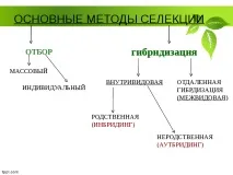 Селекція рослин – презентація (методи) презентація