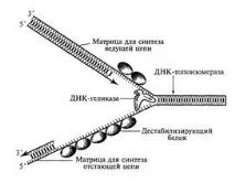 репликационна вилица сайт