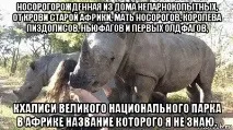 носорози носорози