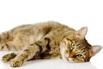 котешка демодекоза котки