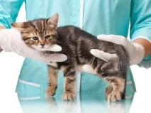 котки демодекоза