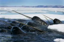 hunt narwhal