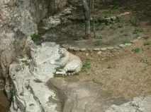 Пам’ятки Даляня Лісовий зоопарк та Ботанічний сад зоопарк