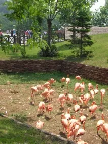 Пам’ятки Даляня Лісовий зоопарк та Ботанічний сад зоопарк