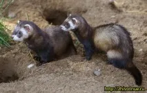 червена норка