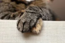 котките терапия