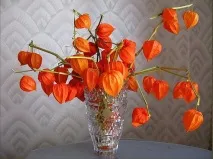 физалис грижи