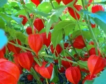 физалис клони Плодовете