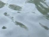 можете видите можете намерите