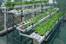 Гідропоніка в домашніх умовах зелень своїми руками умовах