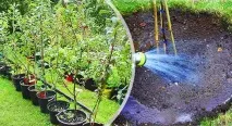 Груша дюшес опис сорту, посадка та догляд, фото, відгуки опис