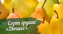 Груша дюшес опис сорту, посадка та догляд, фото, відгуки дюшес