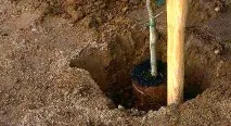 Груша дюшес опис сорту, посадка та догляд, фото, відгуки опис