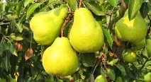 Груша дюшес опис сорту, посадка та догляд, фото, відгуки груша