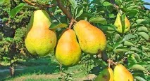 Груша дюшес опис сорту, посадка та догляд, фото, відгуки груша