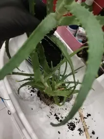 банкова карта sprout
