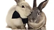 факти факти