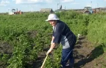 плевене картофи градината