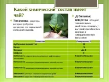 Дослідницька робота – quot; Заглянемо в чашку чаю - quot заглянемо