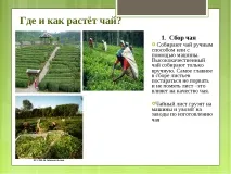 Дослідницька робота – quot; Заглянемо в чашку чаю - quot дослідницька