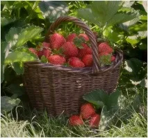 осветление изкуствено