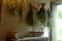 Які трави від геморою лікують геморою