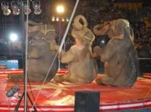 circus