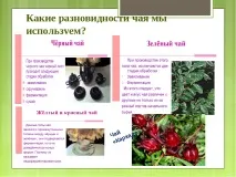 Дослідницька робота – quot; Заглянемо в чашку чаю - quot робота