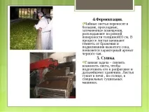 Дослідницька робота – quot; Заглянемо в чашку чаю - quot заглянемо