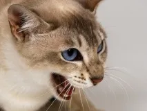 могат какви