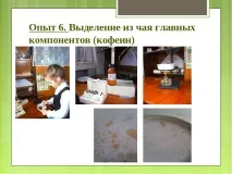 Дослідницька робота – quot; Заглянемо в чашку чаю - quot заглянемо