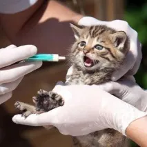 Як і чим лікувати рідкий стілець у кошеня стілець