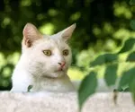 Як ми переплутали котів - Історії з життя - Історії з життя на сайті ІЛЬ ДЕ БОТЕ котів