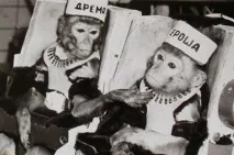маймуните астронавти
