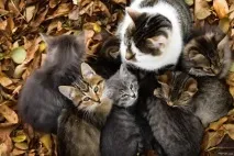 котките града