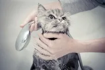 съвета съвета