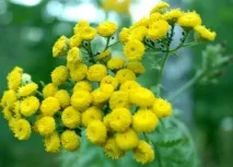 Які приймати ліки від паразитів в організмі людини організмі