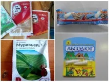 Як назавжди позбутися мурах у теплиці народними засобами народними