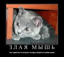 пиле пиле