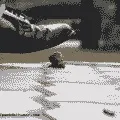 собствените собствените