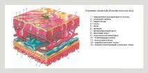 облекчим подуването