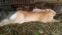 помогнем помогнем