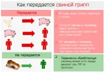 свинският