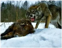 Як приготувати пахучі приманки на хижаків - Виживання в дикій природі та екстремальних хижаків